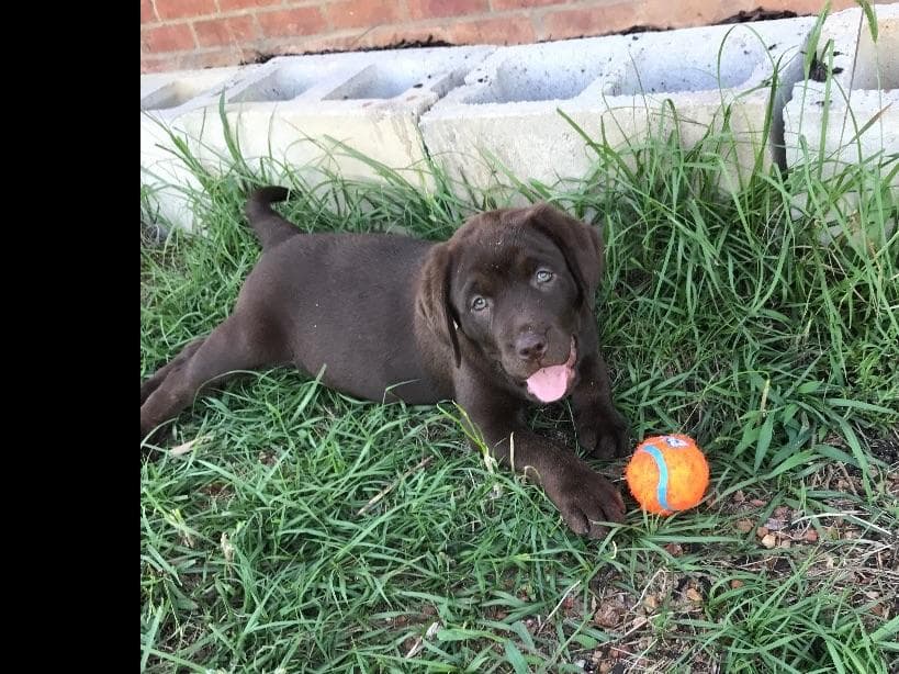 Labrador Retriever Puppies breeder image 18