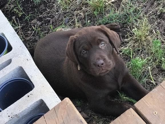 Labrador Retriever Puppies breeder image 19