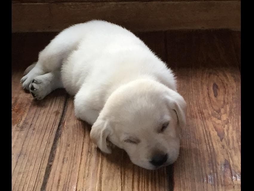 Labrador Retriever Puppies breeder image 11