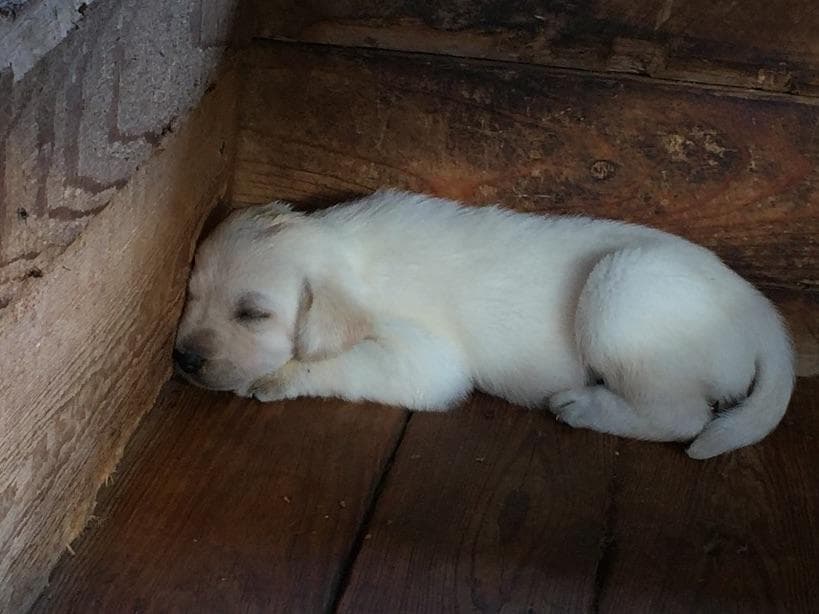 Labrador Retriever Puppies breeder image 9