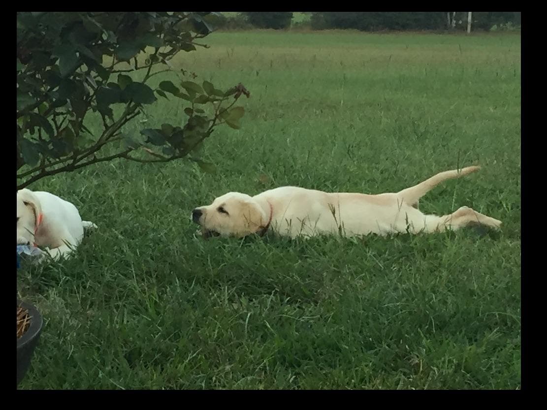 Labrador Retriever Puppies breeder image 7