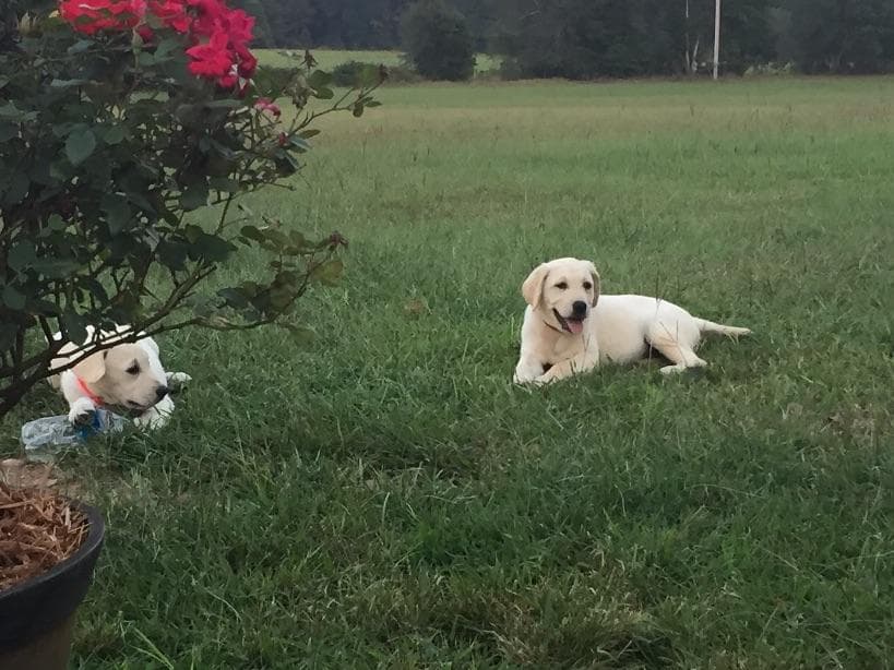 Labrador Retriever Puppies breeder image 8