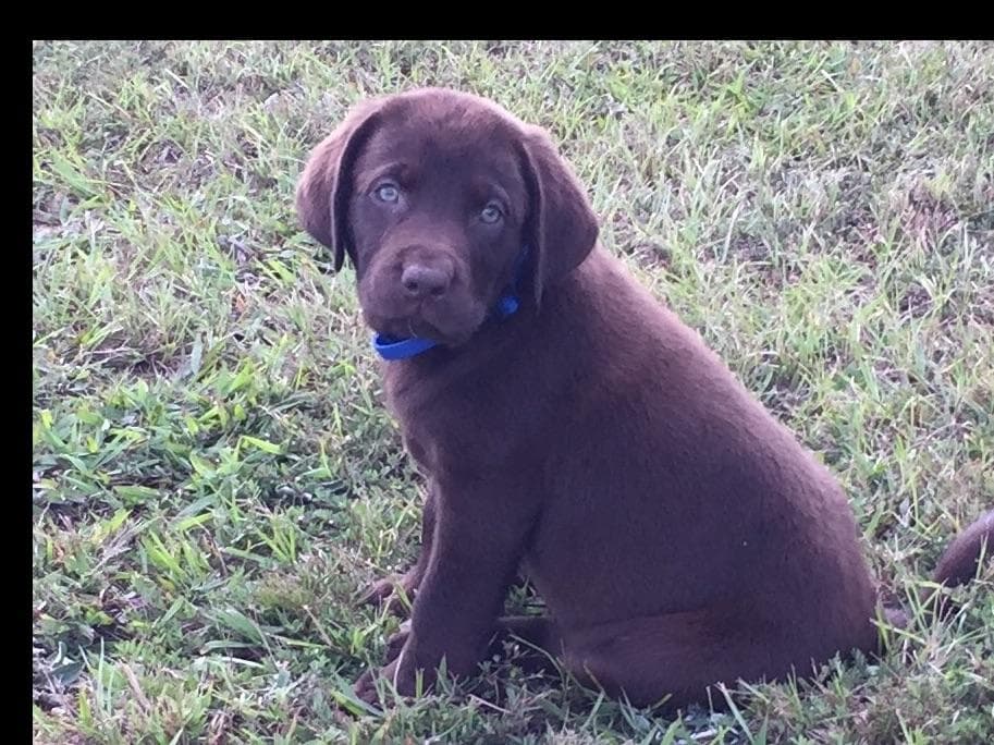 Labrador Retriever Puppies breeder image 6