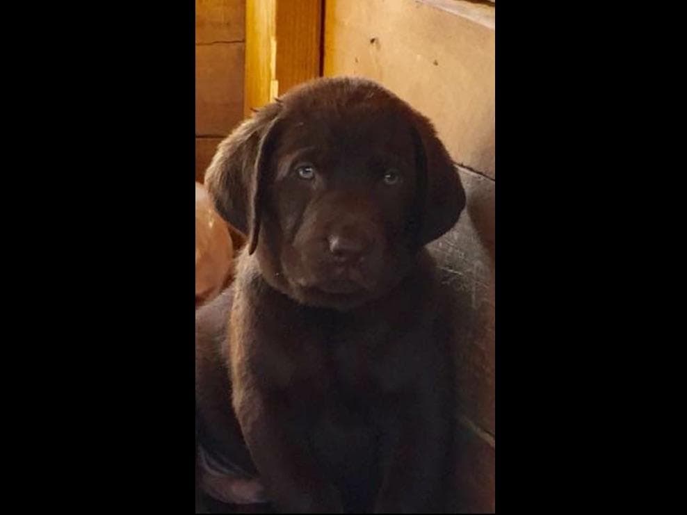 Labrador Retriever Puppies breeder image 5