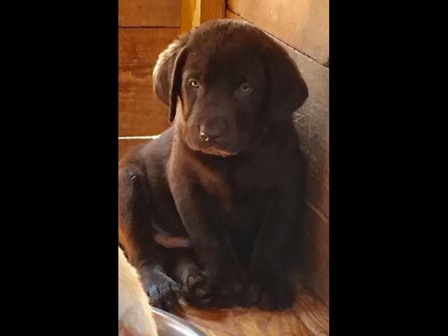 Labrador Retriever Puppies breeder image 4