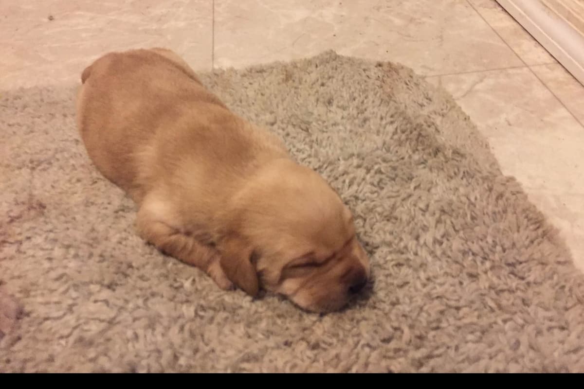Labrador Retriever Puppies breeder image 20