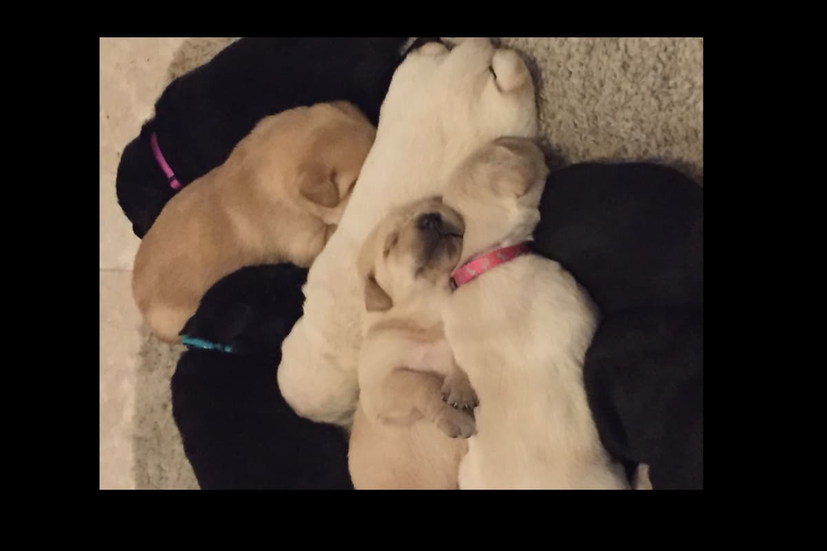 Labrador Retriever Puppies breeder image 21