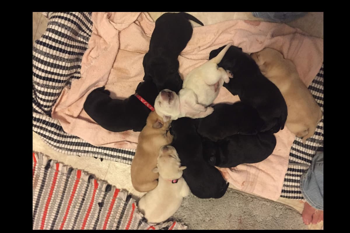 Labrador Retriever Puppies breeder image 23