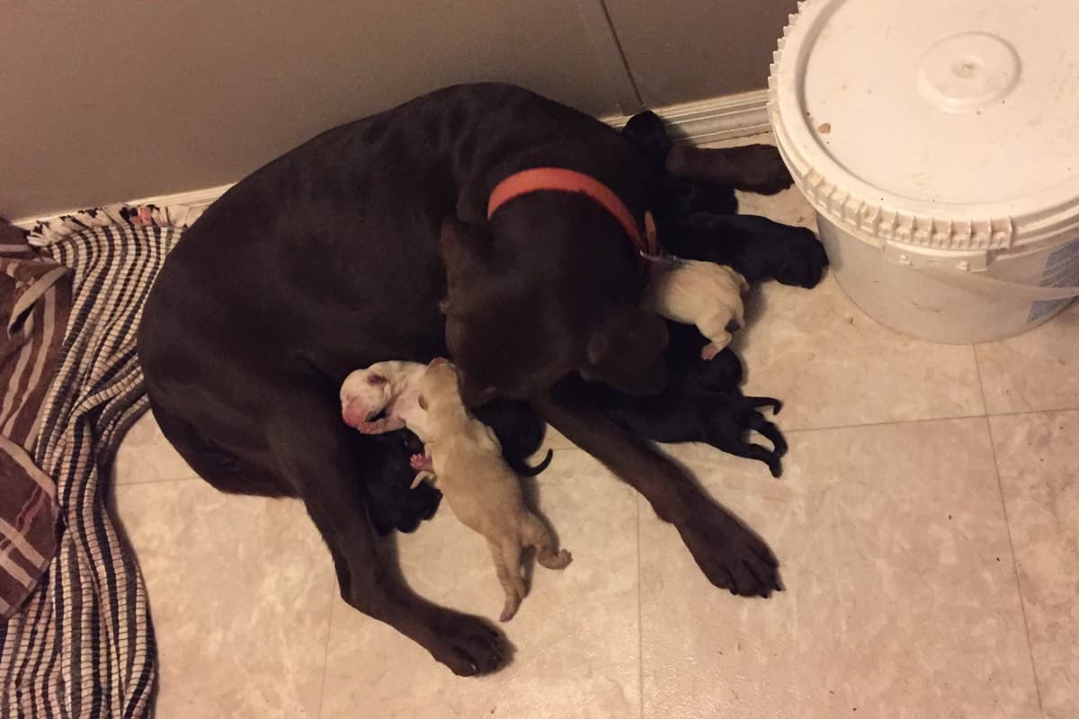 Labrador Retriever Puppies breeder image 24