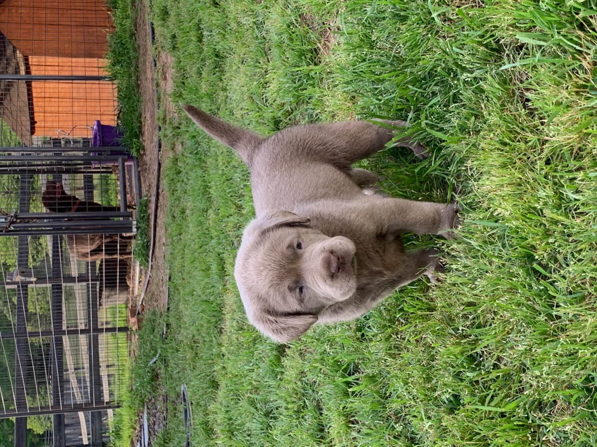 Labrador Retriever Puppies breeder image 26