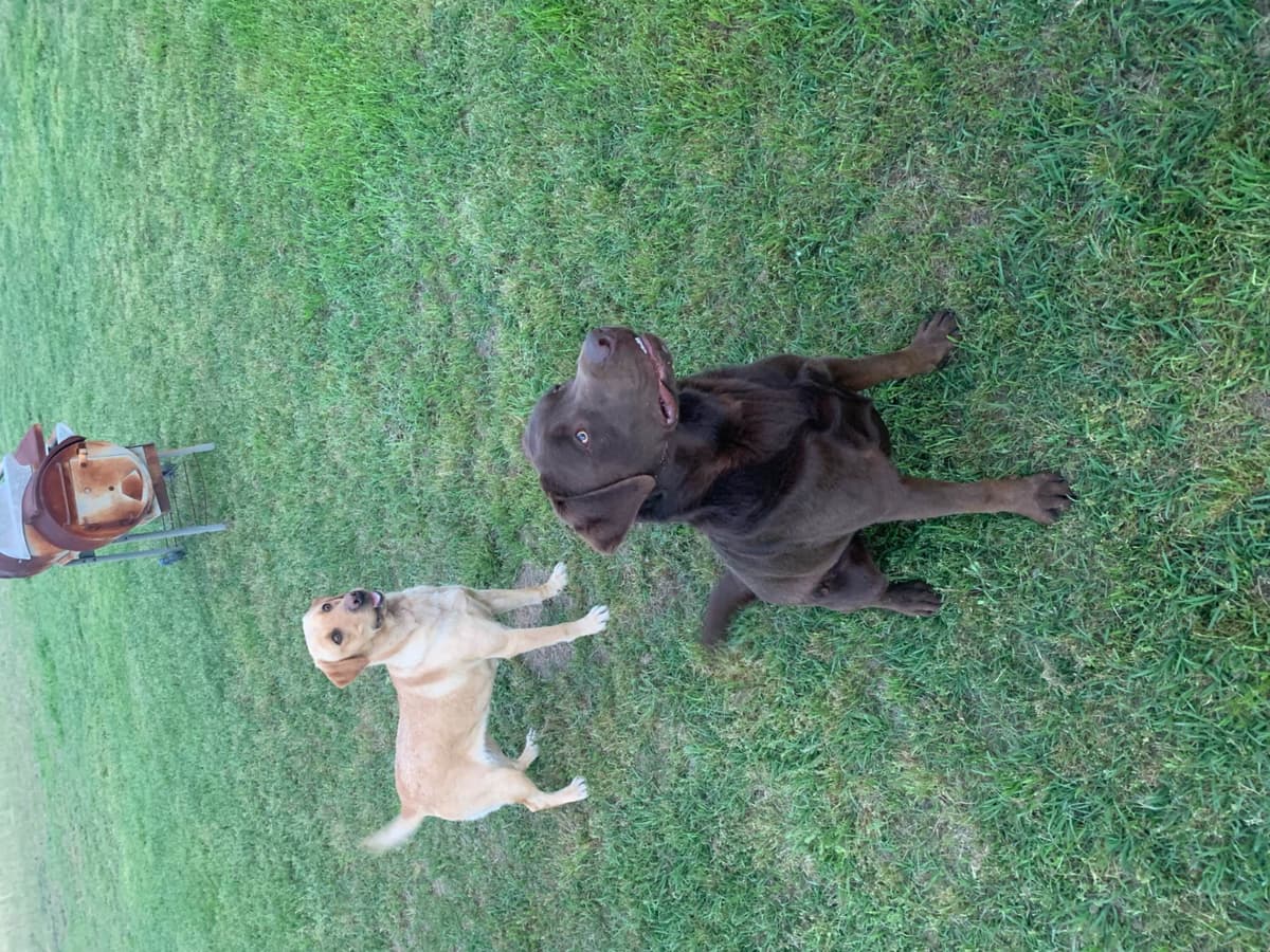 Labrador Retriever Puppies breeder image 30