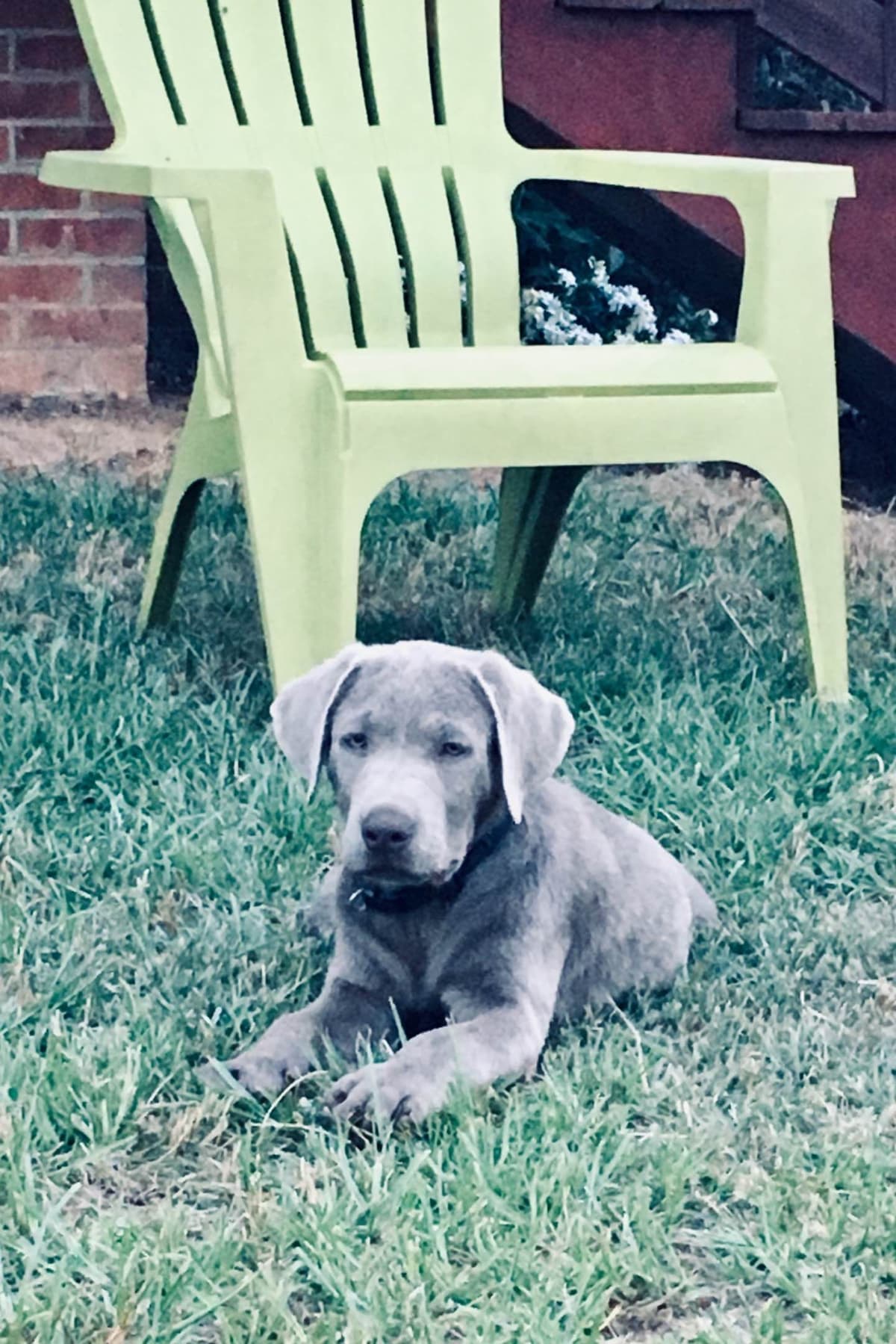 Labrador Retriever Puppies breeder image 31