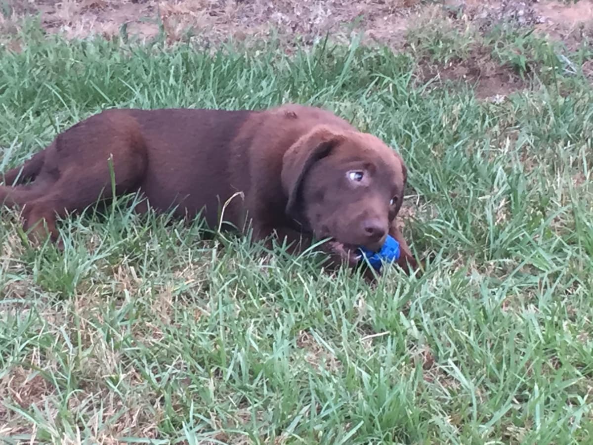 Labrador Retriever Puppies breeder image 32
