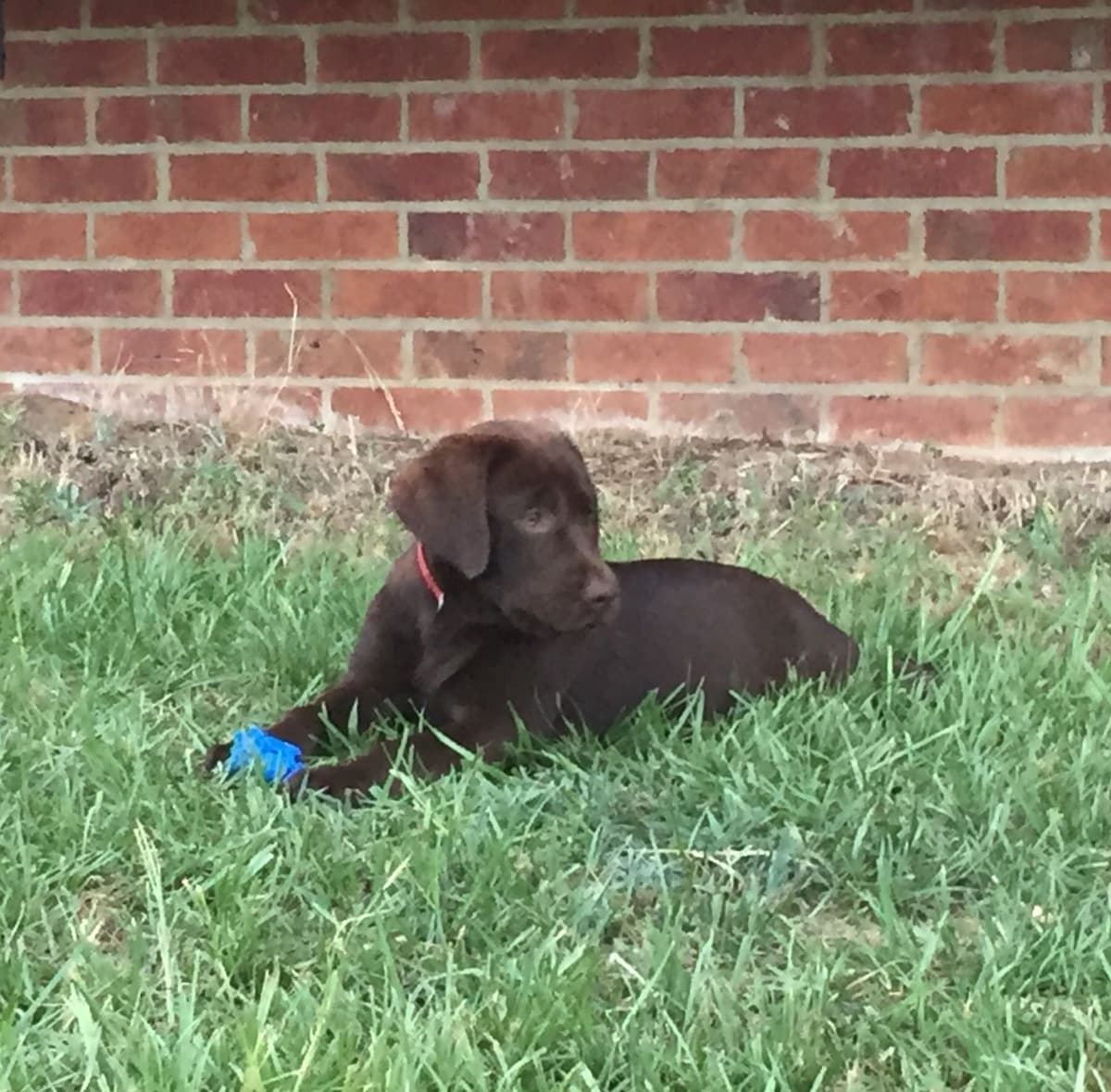 Labrador Retriever Puppies breeder image 33