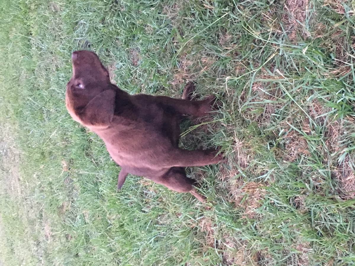 Labrador Retriever Puppies breeder image 34