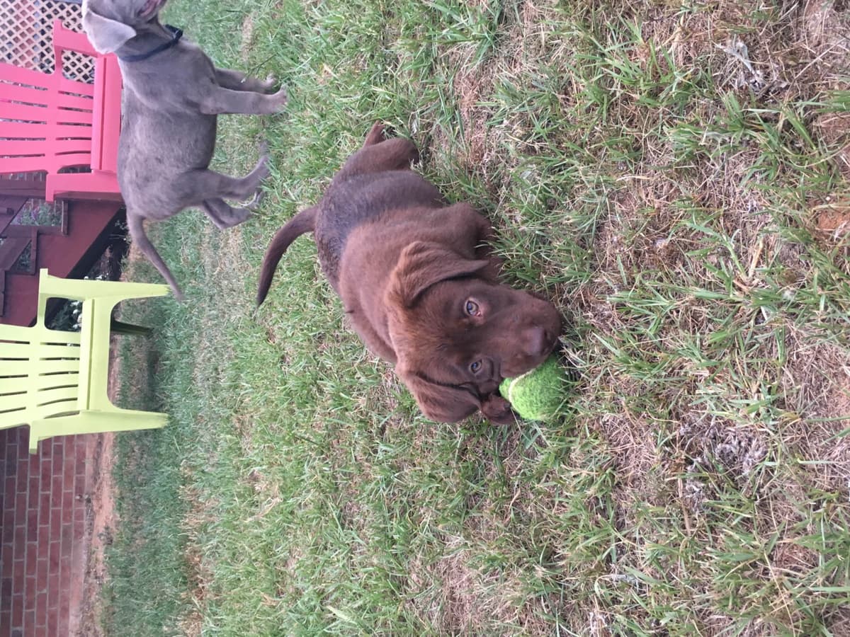 Labrador Retriever Puppies breeder image 35