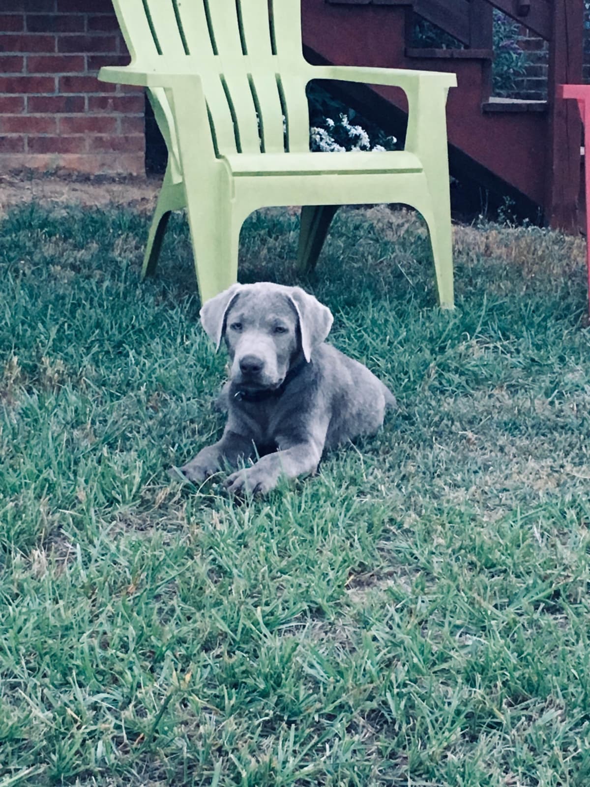Labrador Retriever Puppies breeder image 36