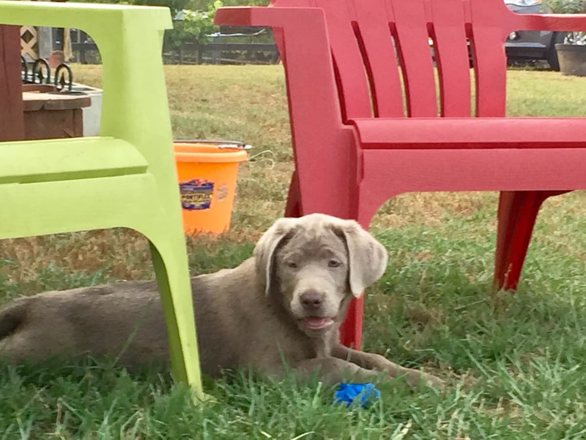 Labrador Retriever Puppies breeder image 38