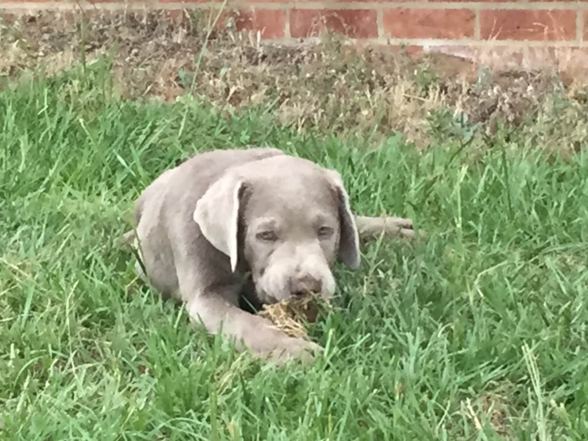 Labrador Retriever Puppies breeder image 39