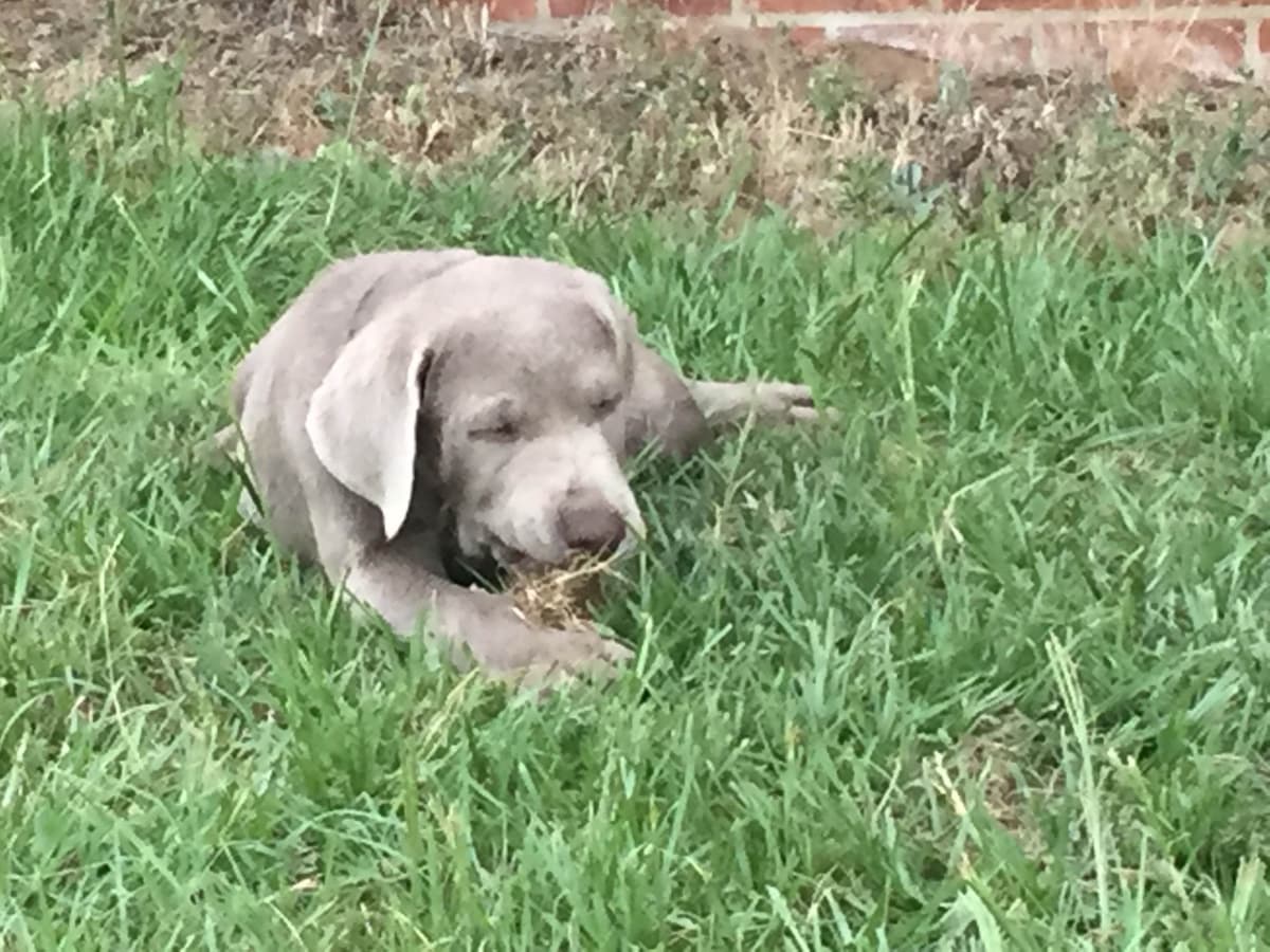 Labrador Retriever Puppies breeder image 41