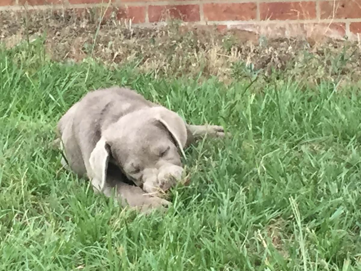 Labrador Retriever Puppies breeder image 40