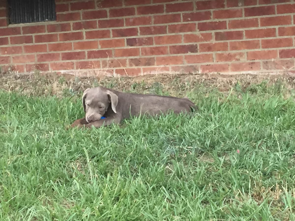 Labrador Retriever Puppies breeder image 42