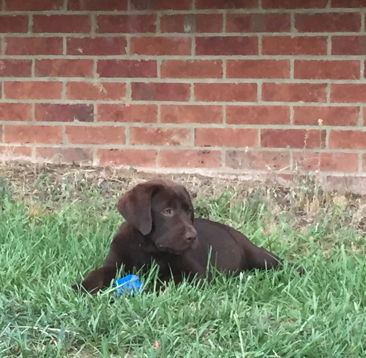Labrador Retriever Puppies breeder image 43
