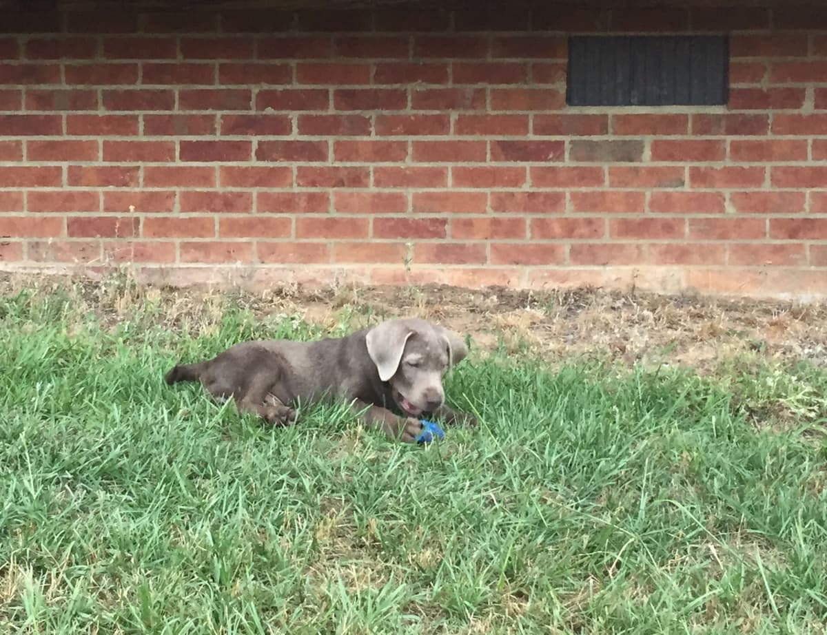 Labrador Retriever Puppies breeder image 44
