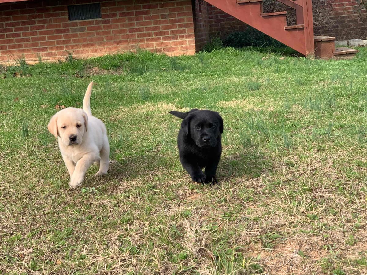 Labrador Retriever Puppies breeder image 45