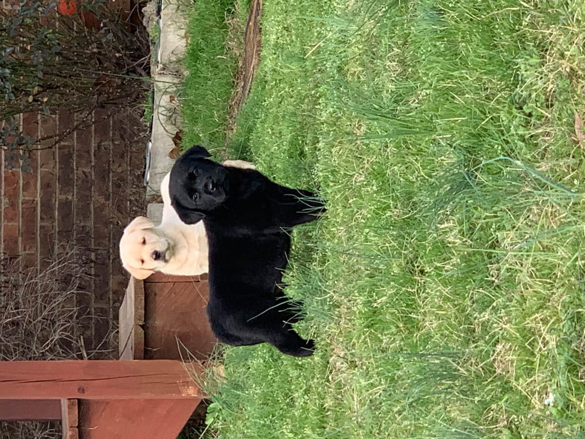 Labrador Retriever Puppies breeder image 46