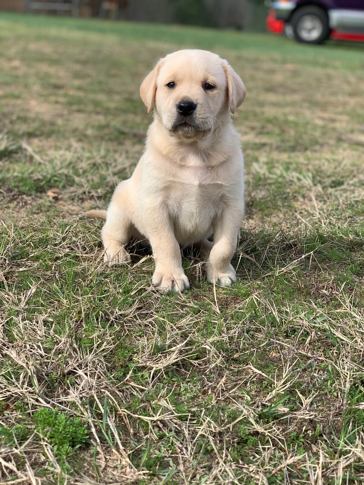 Labrador Retriever Puppies breeder image 48