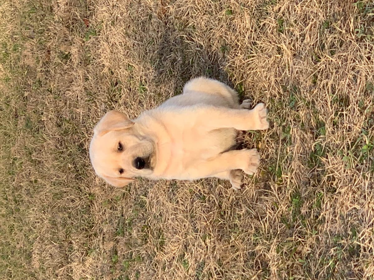 Labrador Retriever Puppies breeder image 51