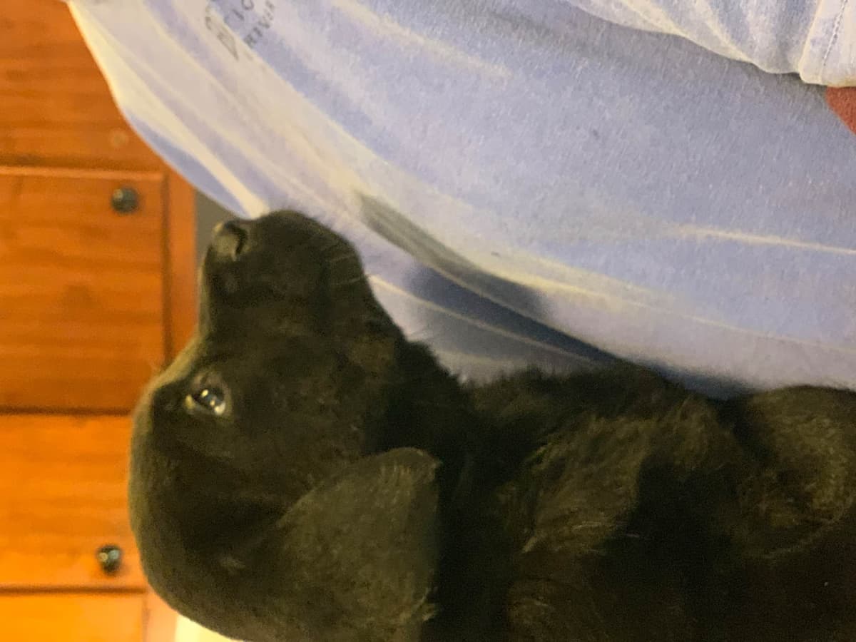 Labrador Retriever Puppies breeder image 53