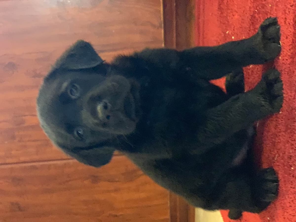 Labrador Retriever Puppies breeder image 52