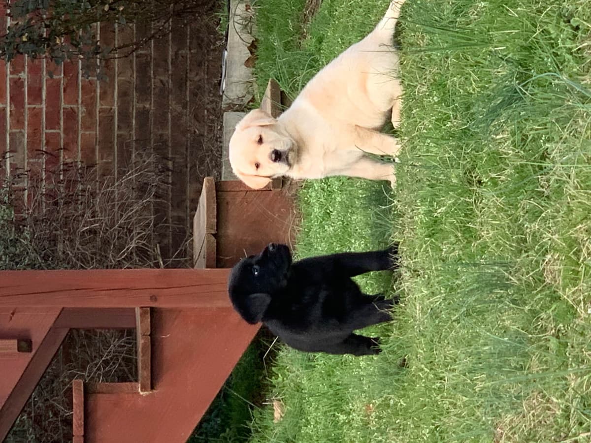 Labrador Retriever Puppies breeder image 1
