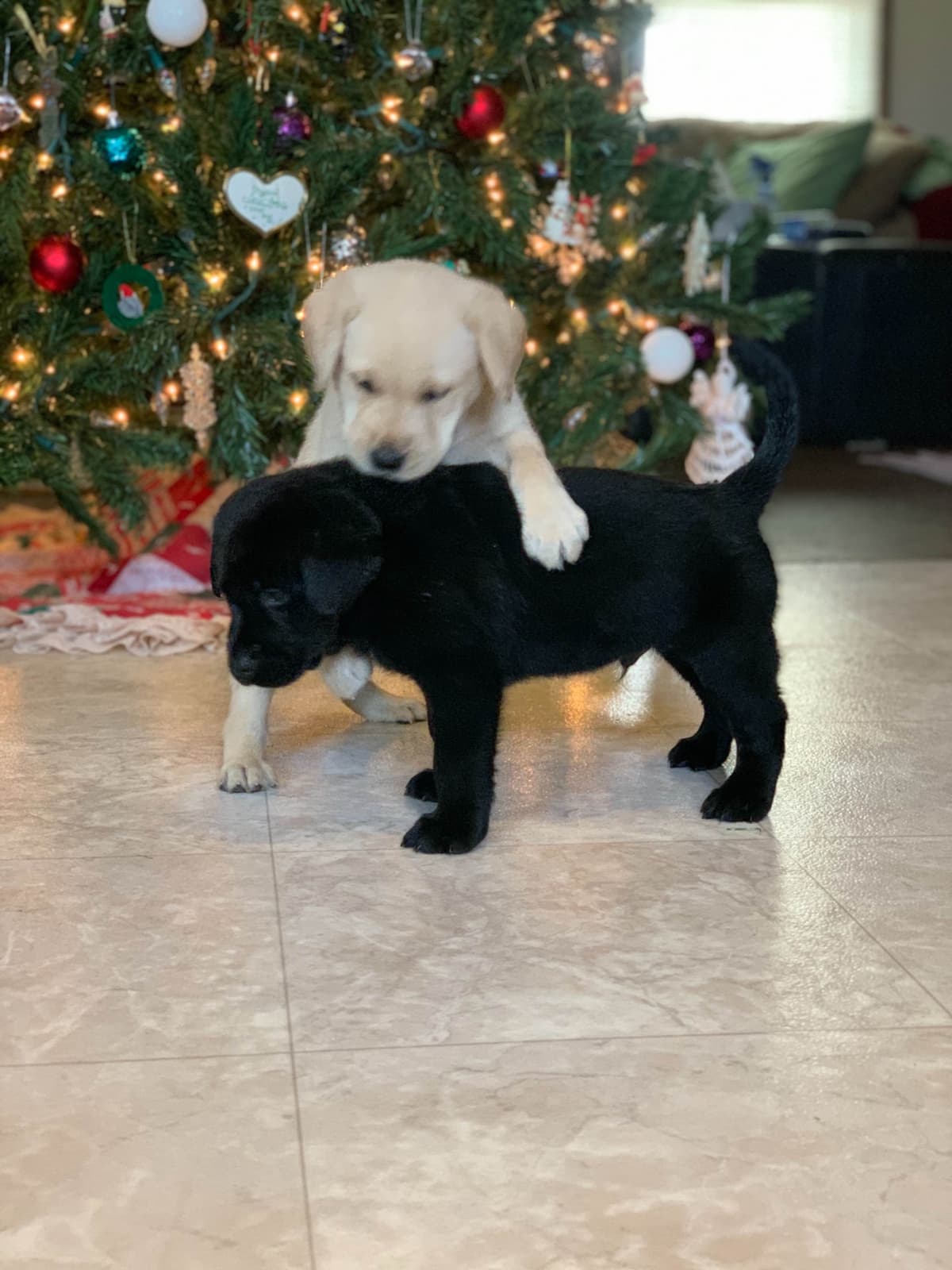 Labrador Retriever Puppies breeder image 55