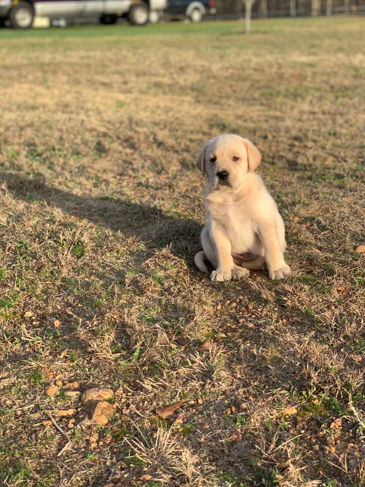 Labrador Retriever Puppies breeder image 54