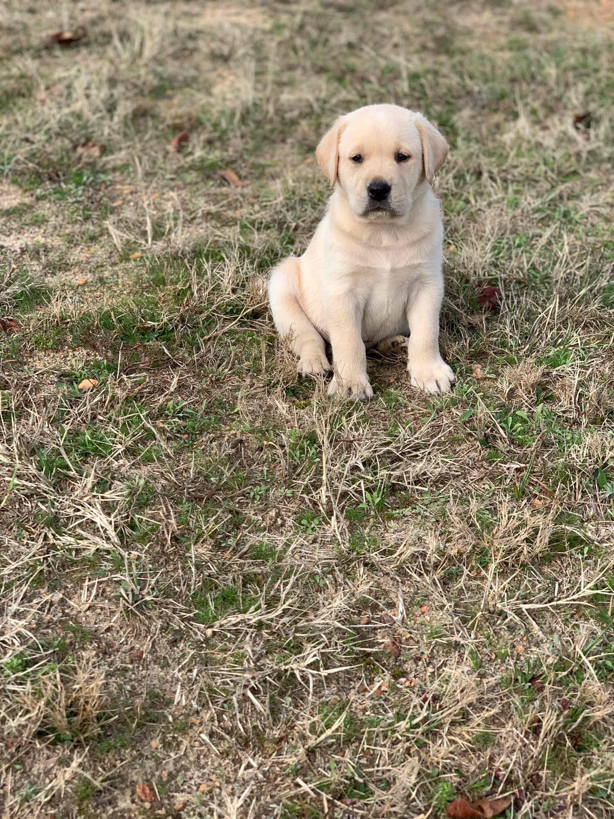 Labrador Retriever Puppies breeder image 57