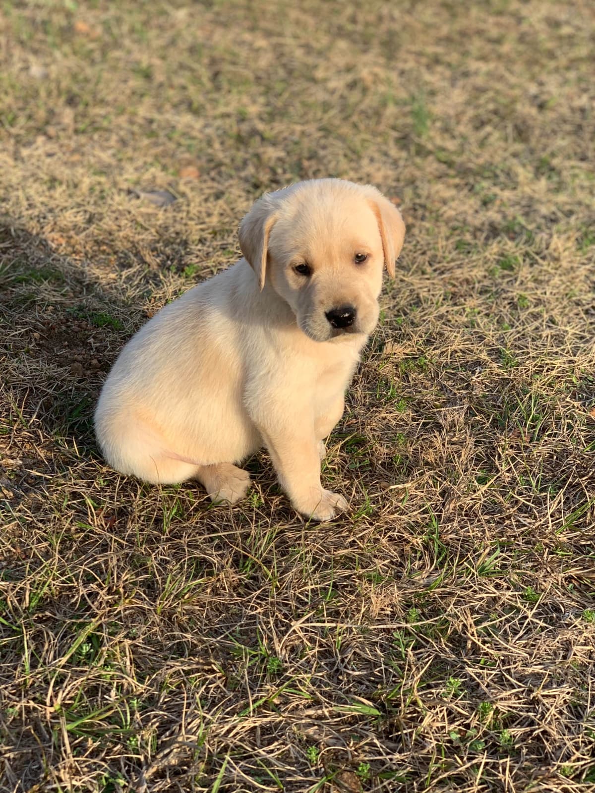 Labrador Retriever Puppies breeder image 56