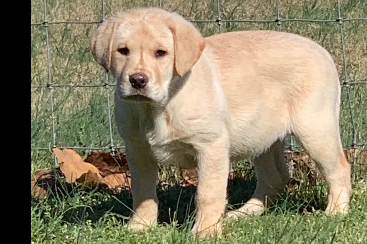 Labrador Retriever Puppies breeder image 59