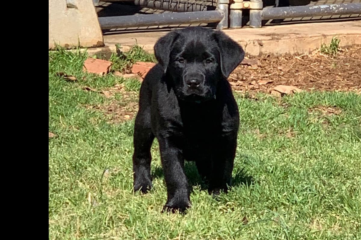 Labrador Retriever Puppies breeder image 60