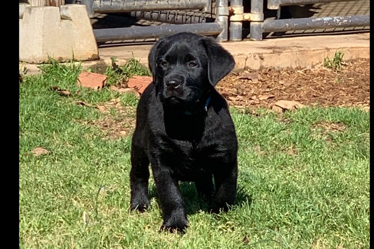 Labrador Retriever Puppies breeder image 61