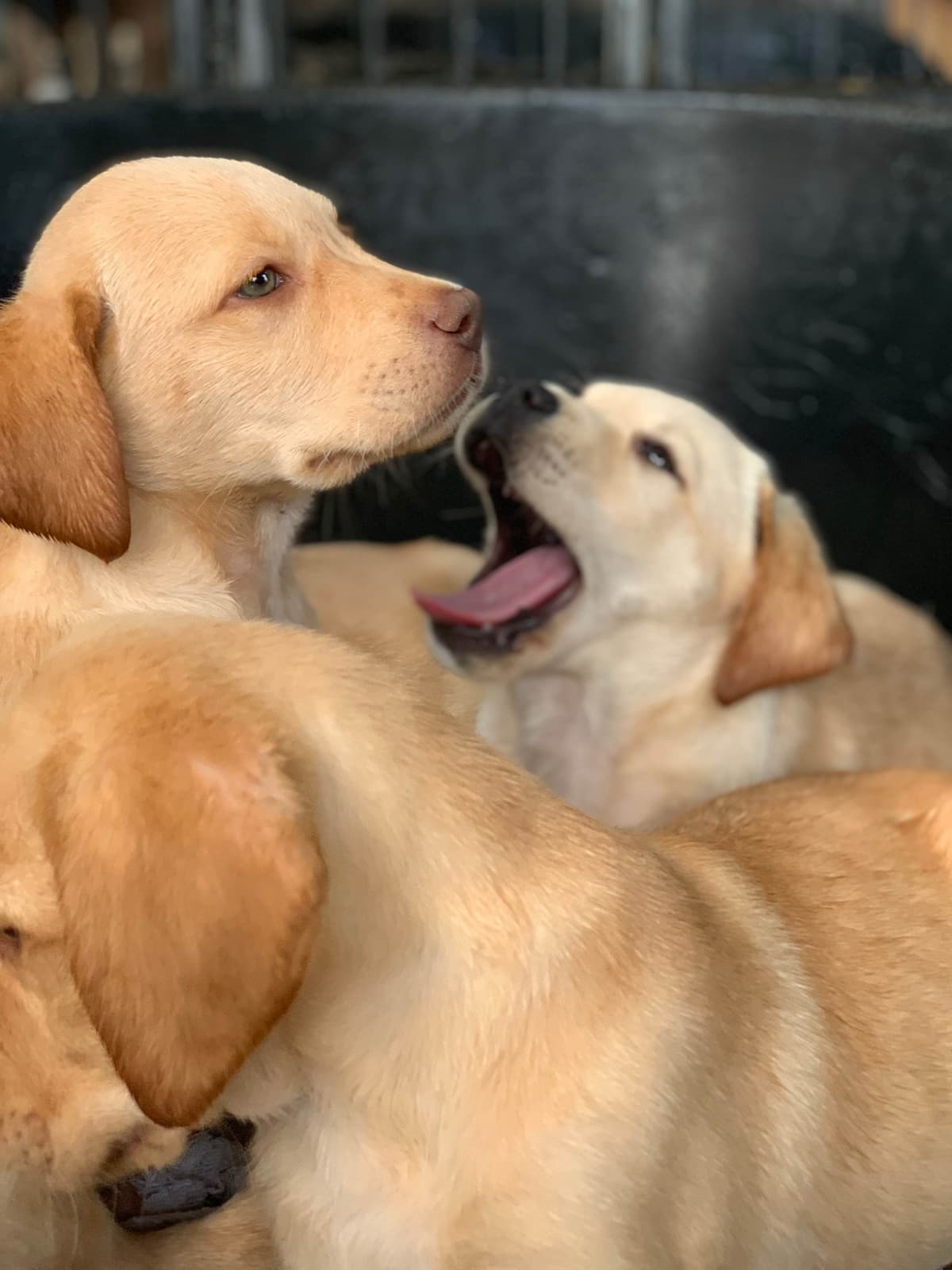 Labrador Retriever Puppies breeder image 63