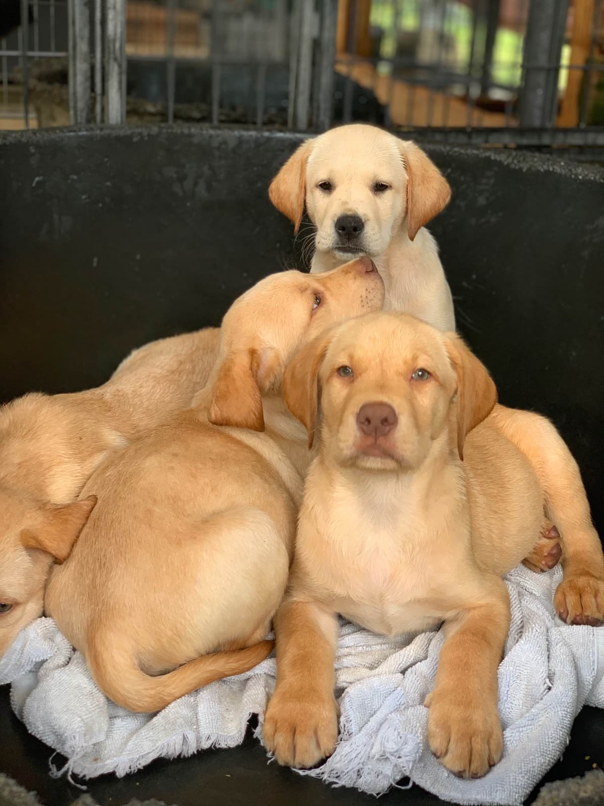 Labrador Retriever Puppies breeder image 66