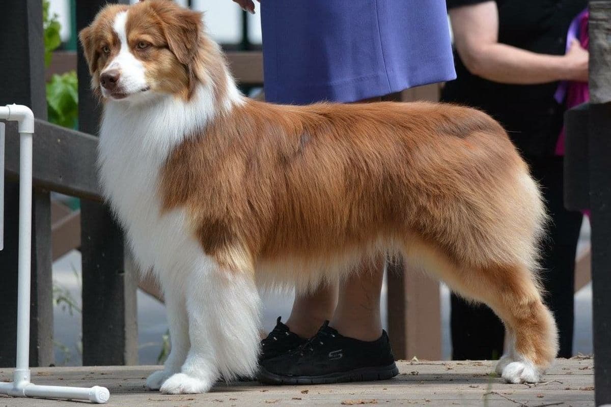 Australian Shepherd Puppies breeder image 1