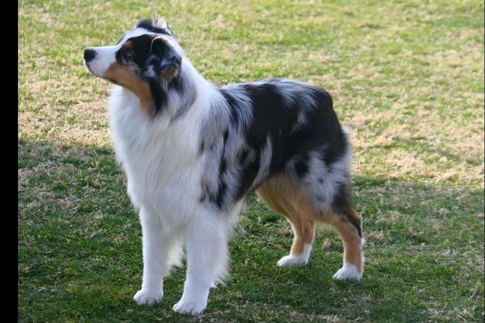 Australian Shepherd Puppies breeder image 3