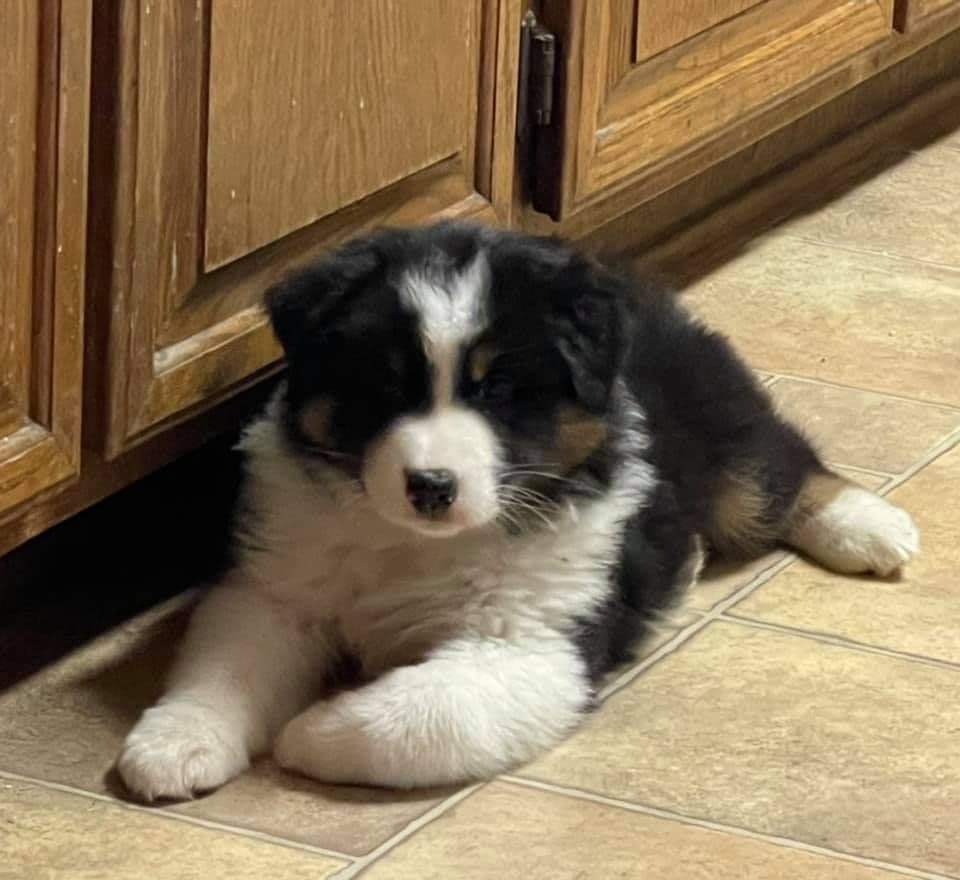 Australian Shepherd Puppies breeder image 5