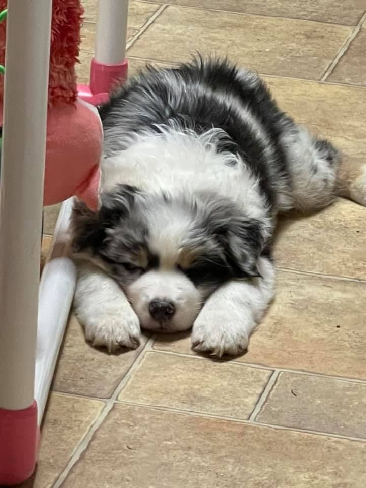 Australian Shepherd Puppies breeder image 6