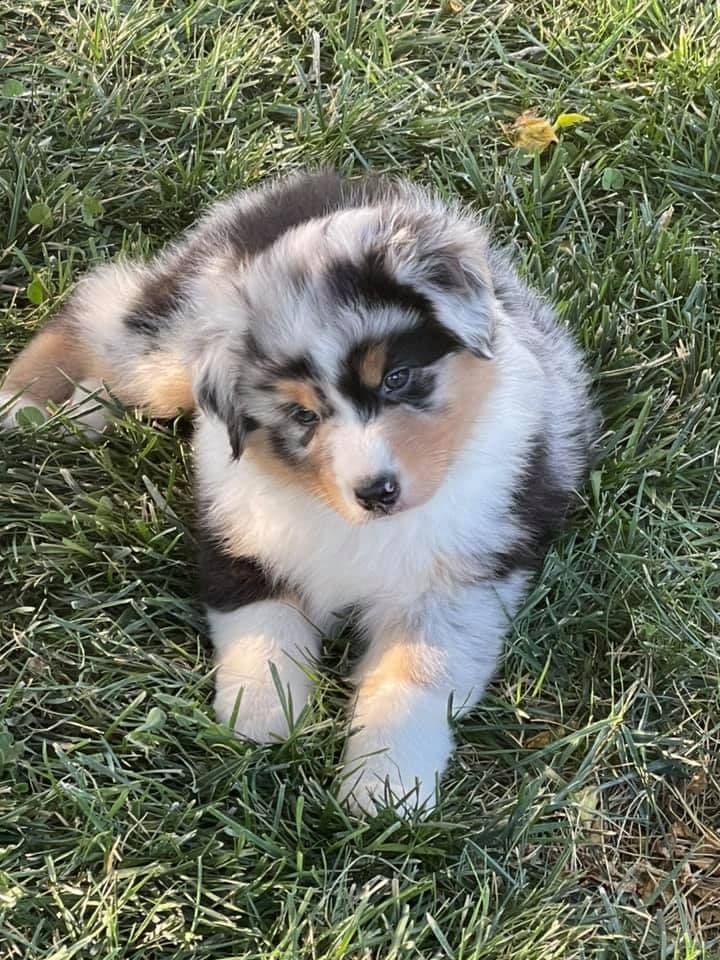 Australian Shepherd Puppies breeder image 7