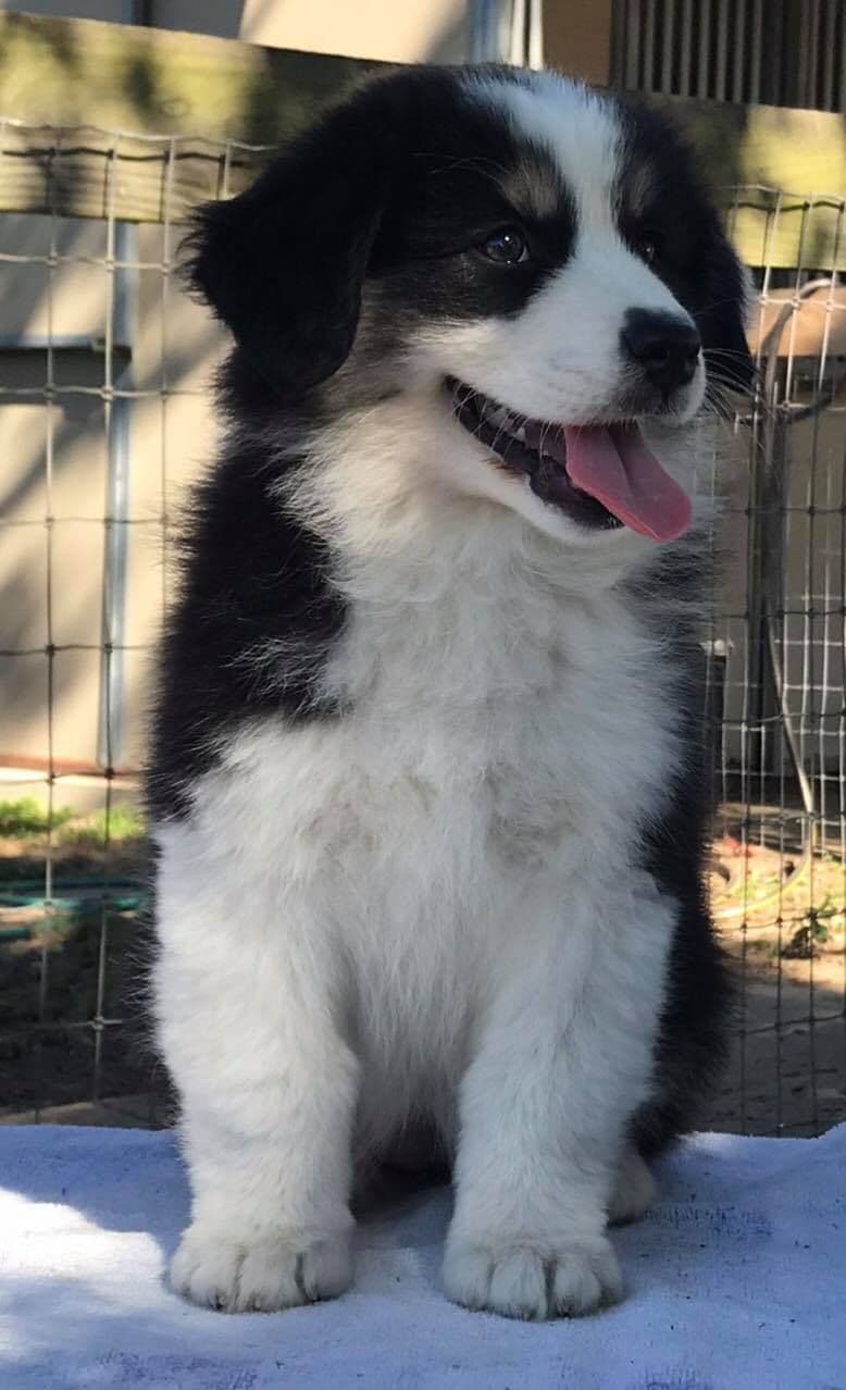 Australian Shepherd Puppies breeder image 10